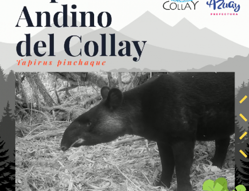 Tapir de montaña del Collay.